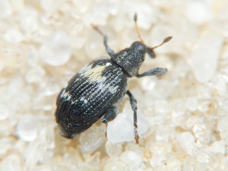 Tachyerges salicis (Linnaeus, 1758)